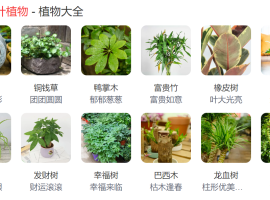 室内观叶植物的小秘密：它们喜欢怎样的环境呢？