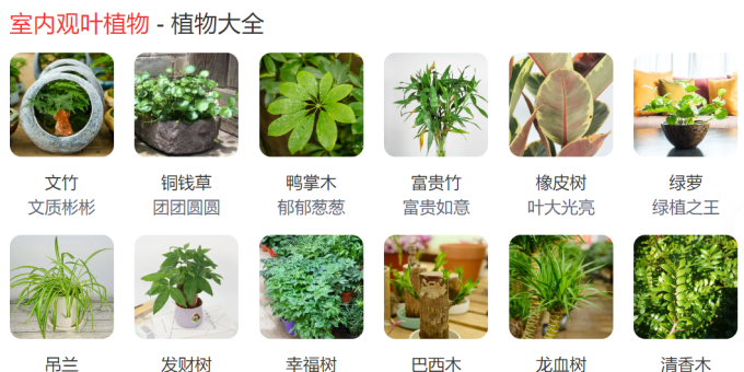 室内观叶植物的小秘密：它们喜欢怎样的环境呢？